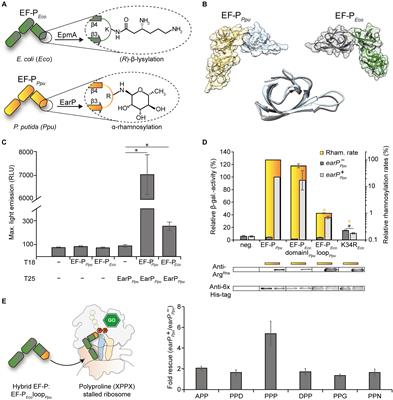 Switching the Post-translational Modification of Translation Elongation Factor EF-P